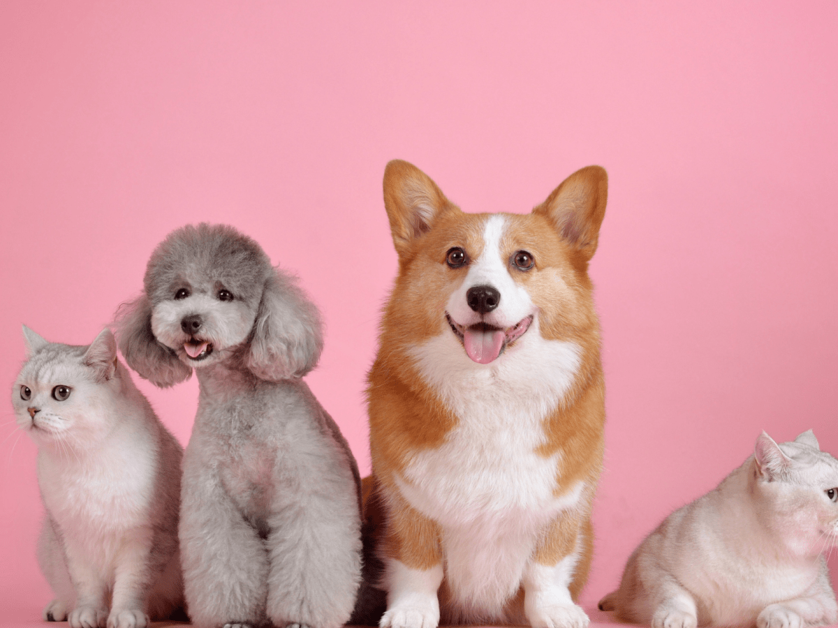 Boost your pet’s intelligence and hygiene with these top pet toys in the&nbsp;market!